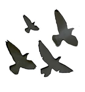 Northwest additional birds