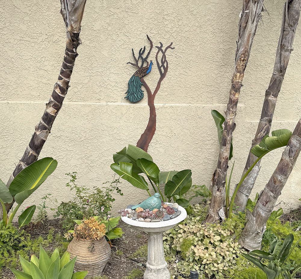 Peacock in tree